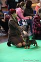 Crufts2011_2 631